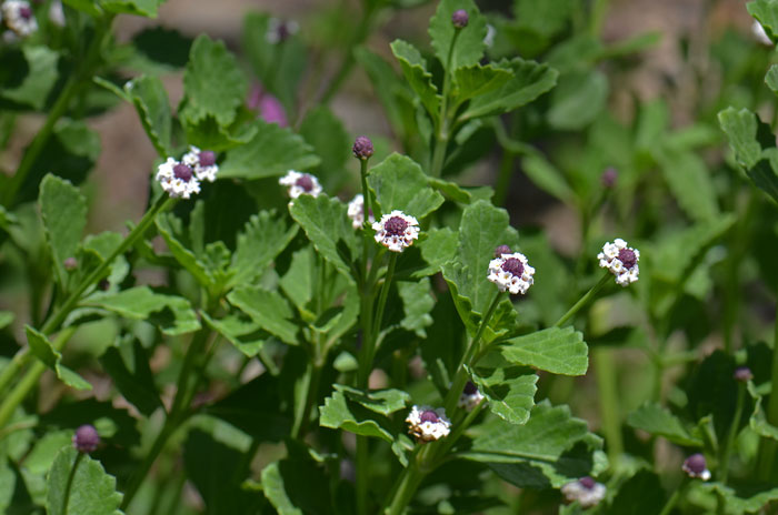 Turkey Tangle Fogfruit blooms from May to October and grows in elevations below 1,500 feet. Phyla nodiflora 